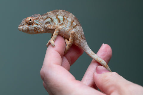 Ambilobe From "Doro-amboahaolo" (AKA Firefox) x "Madio-rano" (AKA Clearwater) - Hatched June 2026 - Female #1