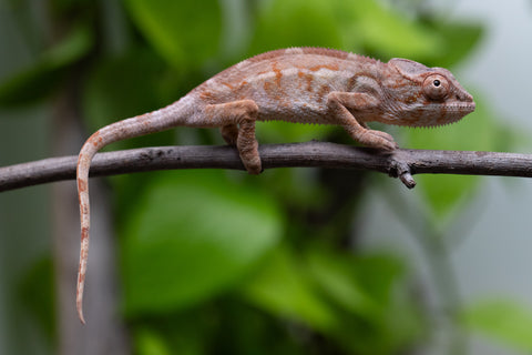 Ambilobe From "Doro-amboahaolo" (AKA Firefox) x "Madio-rano" (AKA Clearwater) - Hatched June 2026 - Female #1