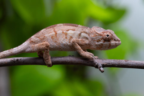 Ambilobe From "Doro-amboahaolo" (AKA Firefox) x "Madio-rano" (AKA Clearwater) - Hatched June 2026 - Female #1