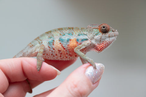 Holdbacks/Individuals: Ambilobe offspring from "Doro-amboahaolo" (AKA Firefox) x "Mandiso-ranoray" (Miss Universe) - Hatched June 2025 - Male #3