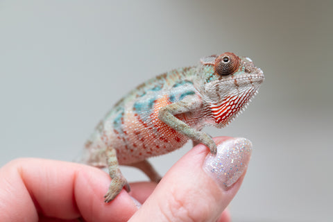 Holdbacks/Individuals: Ambilobe offspring from "Doro-amboahaolo" (AKA Firefox) x "Mandiso-ranoray" (Miss Universe) - Hatched June 2025 - Male #3