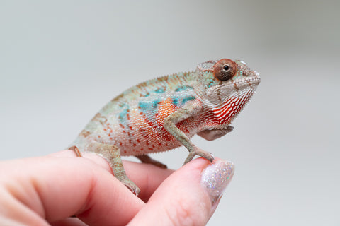 Holdbacks/Individuals: Ambilobe offspring from "Doro-amboahaolo" (AKA Firefox) x "Mandiso-ranoray" (Miss Universe) - Hatched June 2025 - Male #3
