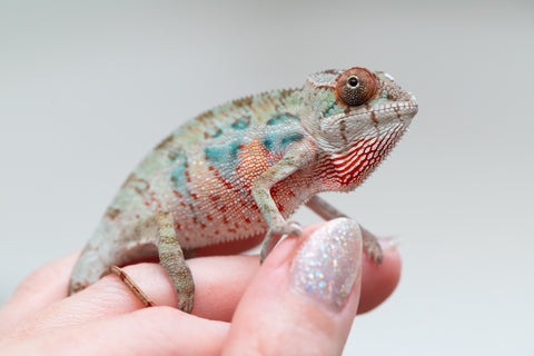 Holdbacks/Individuals: Ambilobe offspring from "Doro-amboahaolo" (AKA Firefox) x "Mandiso-ranoray" (Miss Universe) - Hatched June 2025 - Male #3