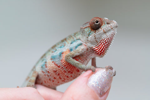 Holdbacks/Individuals: Ambilobe offspring from "Doro-amboahaolo" (AKA Firefox) x "Mandiso-ranoray" (Miss Universe) - Hatched June 2025 - Male #3