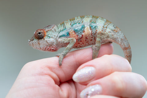 Holdbacks/Individuals: Ambilobe offspring from "Doro-amboahaolo" (AKA Firefox) x "Mandiso-ranoray" (Miss Universe) - Hatched June 2025 - Male #3