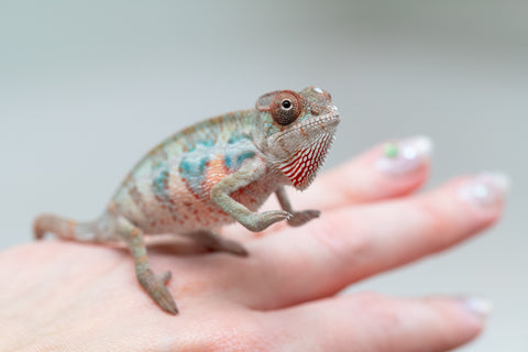 Holdbacks/Individuals: Ambilobe offspring from "Doro-amboahaolo" (AKA Firefox) x "Mandiso-ranoray" (Miss Universe) - Hatched June 2025 - Male #3