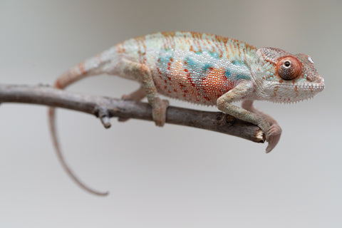 Holdbacks/Individuals: Ambilobe offspring from "Doro-amboahaolo" (AKA Firefox) x "Mandiso-ranoray" (Miss Universe) - Hatched June 2025 - Male #3