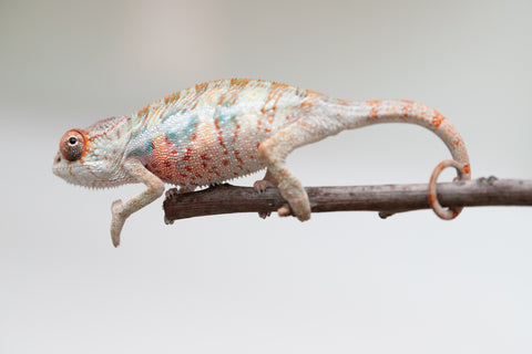 Holdbacks/Individuals: Ambilobe offspring from "Doro-amboahaolo" (AKA Firefox) x "Mandiso-ranoray" (Miss Universe) - Hatched June 2025 - Male #3