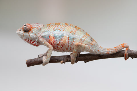 Holdbacks/Individuals: Ambilobe offspring from "Doro-amboahaolo" (AKA Firefox) x "Mandiso-ranoray" (Miss Universe) - Hatched June 2025 - Male #3