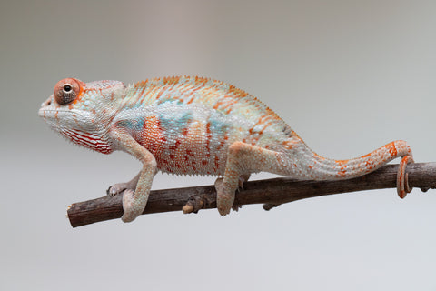 Holdbacks/Individuals: Ambilobe offspring from "Doro-amboahaolo" (AKA Firefox) x "Mandiso-ranoray" (Miss Universe) - Hatched June 2025 - Male #3