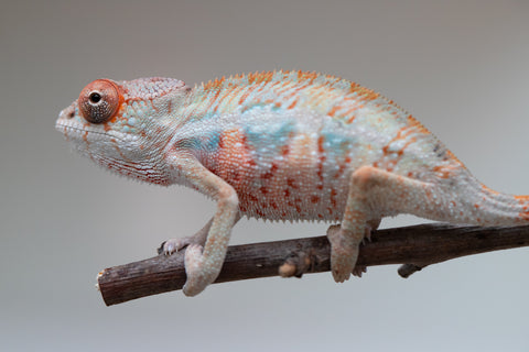 Holdbacks/Individuals: Ambilobe offspring from "Doro-amboahaolo" (AKA Firefox) x "Mandiso-ranoray" (Miss Universe) - Hatched June 2025 - Male #3