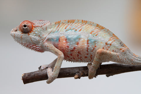 Holdbacks/Individuals: Ambilobe offspring from "Doro-amboahaolo" (AKA Firefox) x "Mandiso-ranoray" (Miss Universe) - Hatched June 2025 - Male #3