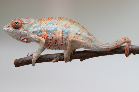 Holdbacks/Individuals: Ambilobe offspring from "Doro-amboahaolo" (AKA Firefox) x "Mandiso-ranoray" (Miss Universe) - Hatched June 2025 - Male #3