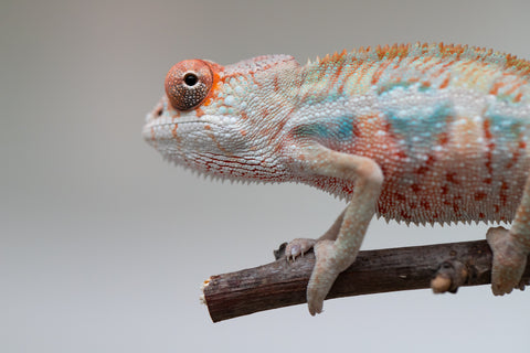 Holdbacks/Individuals: Ambilobe offspring from "Doro-amboahaolo" (AKA Firefox) x "Mandiso-ranoray" (Miss Universe) - Hatched June 2025 - Male #3