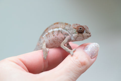 Holdbacks/Individuals: Ambilobe offspring from "Doro-amboahaolo" (AKA Firefox) x "Mandiso-ranoray" (Miss Universe) - Hatched June 2025 - Male #4