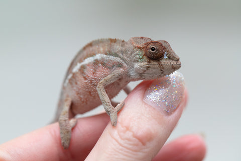 Holdbacks/Individuals: Ambilobe offspring from "Doro-amboahaolo" (AKA Firefox) x "Mandiso-ranoray" (Miss Universe) - Hatched June 2025 - Male #4