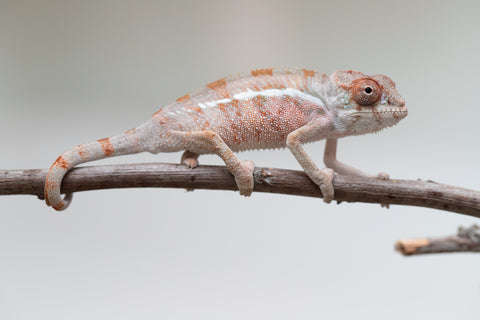 Holdbacks/Individuals: Ambilobe offspring from "Doro-amboahaolo" (AKA Firefox) x "Mandiso-ranoray" (Miss Universe) - Hatched June 2025 - Male #4