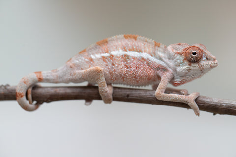 Holdbacks/Individuals: Ambilobe offspring from "Doro-amboahaolo" (AKA Firefox) x "Mandiso-ranoray" (Miss Universe) - Hatched June 2025 - Male #4