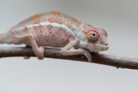 Holdbacks/Individuals: Ambilobe offspring from "Doro-amboahaolo" (AKA Firefox) x "Mandiso-ranoray" (Miss Universe) - Hatched June 2025 - Male #4