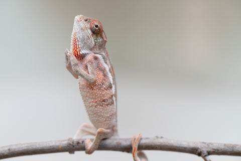 Holdbacks/Individuals: Ambilobe offspring from "Doro-amboahaolo" (AKA Firefox) x "Mandiso-ranoray" (Miss Universe) - Hatched June 2025 - Male #4