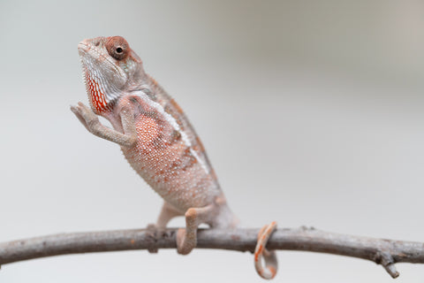 Holdbacks/Individuals: Ambilobe offspring from "Doro-amboahaolo" (AKA Firefox) x "Mandiso-ranoray" (Miss Universe) - Hatched June 2025 - Male #4