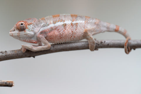 Holdbacks/Individuals: Ambilobe offspring from "Doro-amboahaolo" (AKA Firefox) x "Mandiso-ranoray" (Miss Universe) - Hatched June 2025 - Male #4