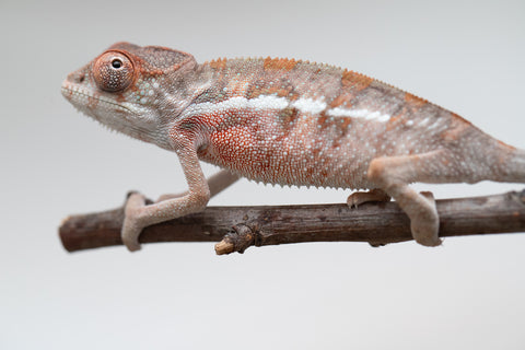 Holdbacks/Individuals: Ambilobe offspring from "Doro-amboahaolo" (AKA Firefox) x "Mandiso-ranoray" (Miss Universe) - Hatched June 2025 - Male #4