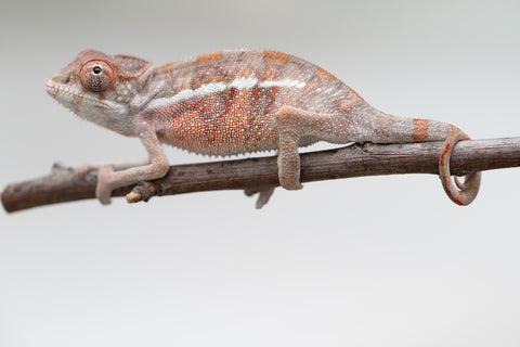 Holdbacks/Individuals: Ambilobe offspring from "Doro-amboahaolo" (AKA Firefox) x "Mandiso-ranoray" (Miss Universe) - Hatched June 2025 - Male #4