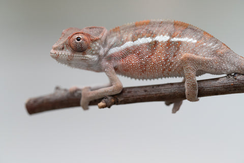 Holdbacks/Individuals: Ambilobe offspring from "Doro-amboahaolo" (AKA Firefox) x "Mandiso-ranoray" (Miss Universe) - Hatched June 2025 - Male #4