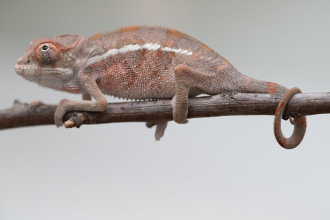 Holdbacks/Individuals: Ambilobe offspring from "Doro-amboahaolo" (AKA Firefox) x "Mandiso-ranoray" (Miss Universe) - Hatched June 2025 - Male #4