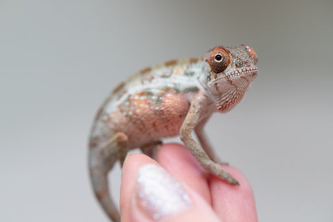 Holdbacks/Individuals: Ambilobe offspring from "Doro-amboahaolo" (AKA Firefox) x "Mandiso-ranoray" (Miss Universe) - Hatched June 2025 - Male #5