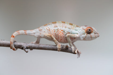 Holdbacks/Individuals: Ambilobe offspring from "Doro-amboahaolo" (AKA Firefox) x "Mandiso-ranoray" (Miss Universe) - Hatched June 2025 - Male #5
