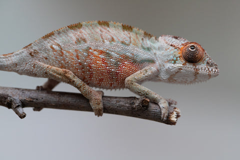 Holdbacks/Individuals: Ambilobe offspring from "Doro-amboahaolo" (AKA Firefox) x "Mandiso-ranoray" (Miss Universe) - Hatched June 2025 - Male #5