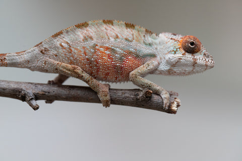 Holdbacks/Individuals: Ambilobe offspring from "Doro-amboahaolo" (AKA Firefox) x "Mandiso-ranoray" (Miss Universe) - Hatched June 2025 - Male #5