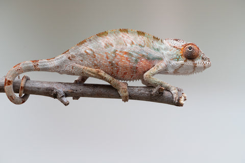 Holdbacks/Individuals: Ambilobe offspring from "Doro-amboahaolo" (AKA Firefox) x "Mandiso-ranoray" (Miss Universe) - Hatched June 2025 - Male #5