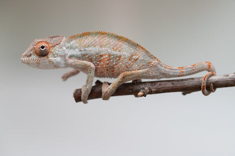 Holdbacks/Individuals: Ambilobe offspring from "Doro-amboahaolo" (AKA Firefox) x "Mandiso-ranoray" (Miss Universe) - Hatched June 2025 - Male #5