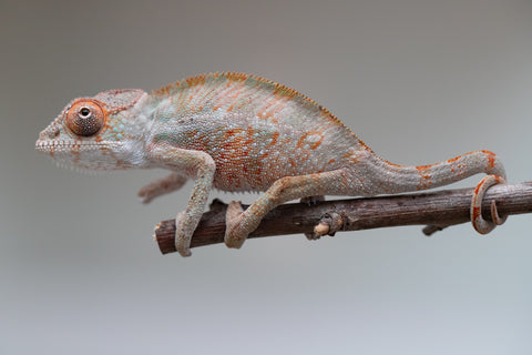 Holdbacks/Individuals: Ambilobe offspring from "Doro-amboahaolo" (AKA Firefox) x "Mandiso-ranoray" (Miss Universe) - Hatched June 2025 - Male #5