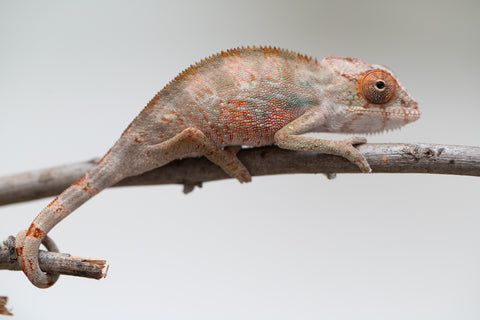 Holdbacks/Individuals: Ambilobe offspring from "Doro-amboahaolo" (AKA Firefox) x "Mandiso-ranoray" (Miss Universe) - Hatched June 2025 - Male #5