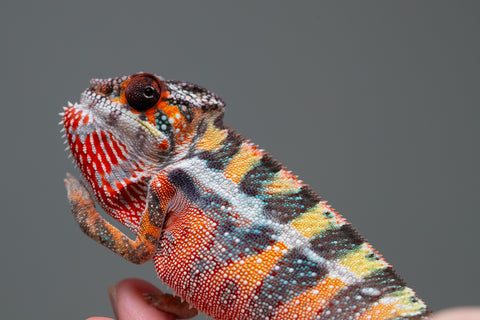 Holdbacks/Individuals: Ambilobe offspring from "Doro-amboahaolo" (AKA Firefox) x "Mandiso-ranoray" (Miss Universe) - Hatched June 2025 - Male #6