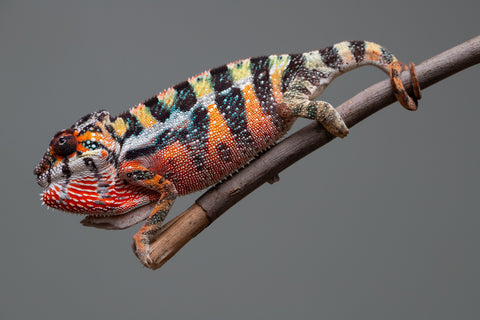 Holdbacks/Individuals: Ambilobe offspring from "Doro-amboahaolo" (AKA Firefox) x "Mandiso-ranoray" (Miss Universe) - Hatched June 2025 - Male #6