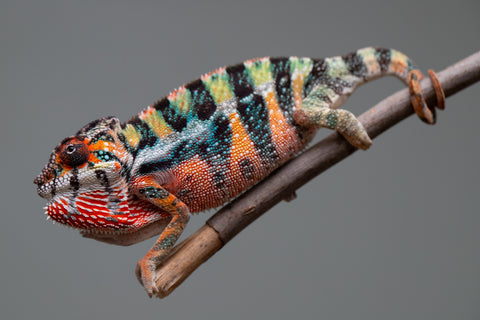 Holdbacks/Individuals: Ambilobe offspring from "Doro-amboahaolo" (AKA Firefox) x "Mandiso-ranoray" (Miss Universe) - Hatched June 2025 - Male #6