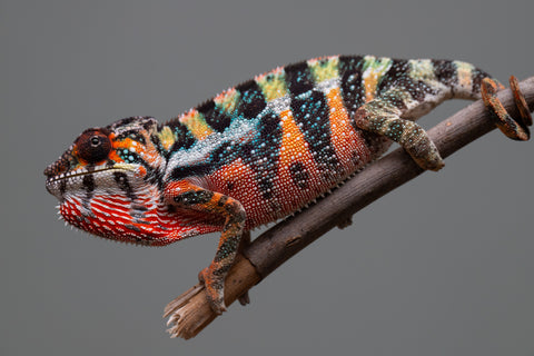 Holdbacks/Individuals: Ambilobe offspring from "Doro-amboahaolo" (AKA Firefox) x "Mandiso-ranoray" (Miss Universe) - Hatched June 2025 - Male #6