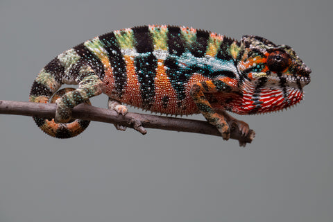 Holdbacks/Individuals: Ambilobe offspring from "Doro-amboahaolo" (AKA Firefox) x "Mandiso-ranoray" (Miss Universe) - Hatched June 2025 - Male #6