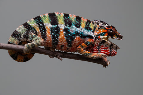 Holdbacks/Individuals: Ambilobe offspring from "Doro-amboahaolo" (AKA Firefox) x "Mandiso-ranoray" (Miss Universe) - Hatched June 2025 - Male #6