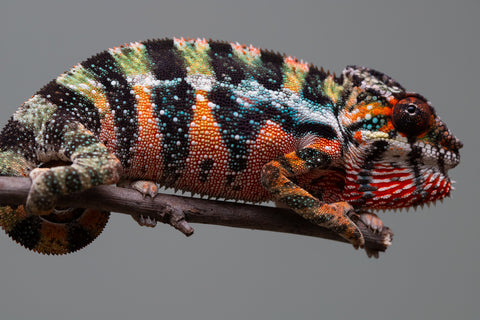 Holdbacks/Individuals: Ambilobe offspring from "Doro-amboahaolo" (AKA Firefox) x "Mandiso-ranoray" (Miss Universe) - Hatched June 2025 - Male #6