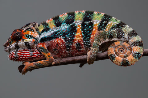 Holdbacks/Individuals: Ambilobe offspring from "Doro-amboahaolo" (AKA Firefox) x "Mandiso-ranoray" (Miss Universe) - Hatched June 2025 - Male #6