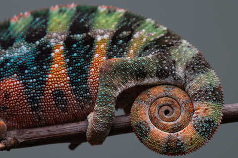 Holdbacks/Individuals: Ambilobe offspring from "Doro-amboahaolo" (AKA Firefox) x "Mandiso-ranoray" (Miss Universe) - Hatched June 2025 - Male #6