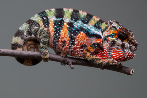 Holdbacks/Individuals: Ambilobe offspring from "Doro-amboahaolo" (AKA Firefox) x "Mandiso-ranoray" (Miss Universe) - Hatched June 2025 - Male #6