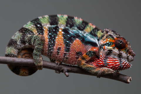 Holdbacks/Individuals: Ambilobe offspring from "Doro-amboahaolo" (AKA Firefox) x "Mandiso-ranoray" (Miss Universe) - Hatched June 2025 - Male #6