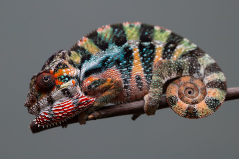 Holdbacks/Individuals: Ambilobe offspring from "Doro-amboahaolo" (AKA Firefox) x "Mandiso-ranoray" (Miss Universe) - Hatched June 2025 - Male #6